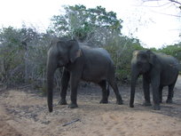 Srí lanka - Sloni proti nám*
