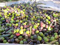 Zpracování oliv na olivový olej