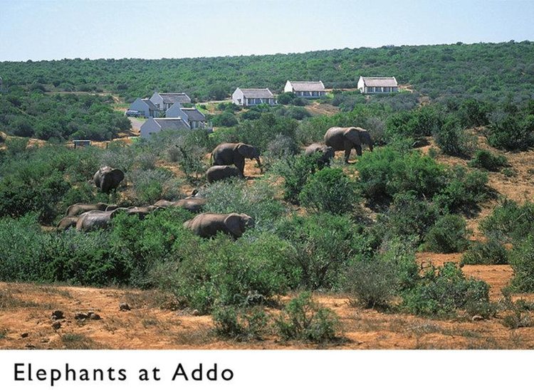 Zájezd Addo Elephant Nationalpar **+ - národní parky JAR / Addo Sloní Národní park - Záběry místa