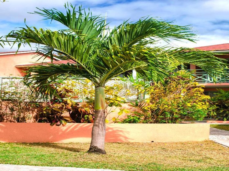 Zájezd Halcyon Palm *** - Barbados / St. James - Zahrada