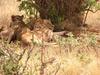 Odpočívající  lvice v NP Tsavo East