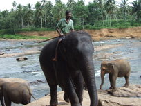 Sloni v řece