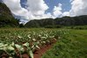 Oblast Pinar del Rio-pěstování tabáku*