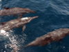 doprovod delfínů při plavbě lodí