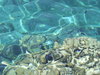 moře s viditelnými korály
