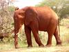 Slon v NP Tsavo East na procházce