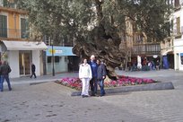 Olivovník před radnicí v Palma de mallorca