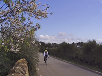 Kvetoucí mandloně a cyklista