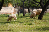 Ovce v Caimari