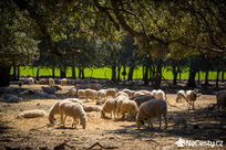 Ovečky na Formentoru