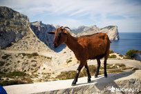 Koza na Formentoru