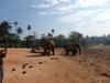 Sloní siročinec v Pinavalle