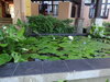 zahrada v hotelu