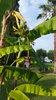 banánovník v zahradě