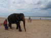 slon na pláži