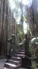 Lesní svatyně opic
