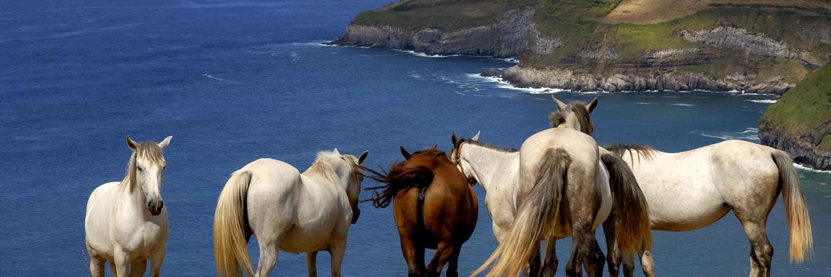 Příroda na Azorských ostrovech