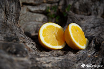 Citrony na starém olivovníku