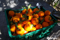 Slaďoučké pomeranče