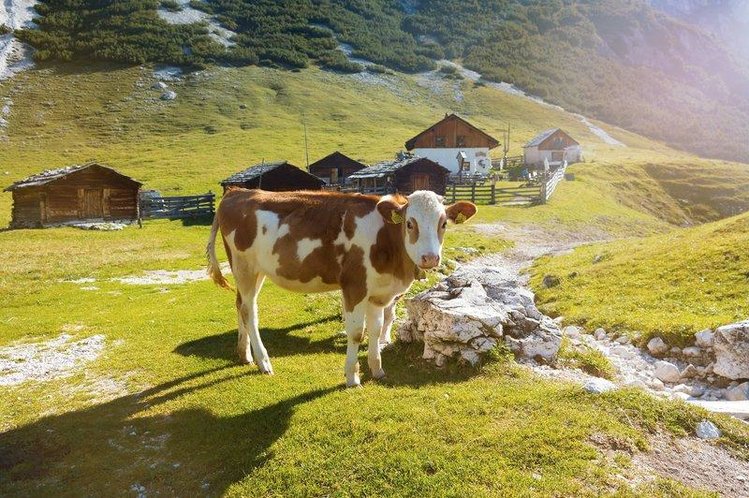 Zájezd Chalet Olympia *** - Jižní Tyrolsko - Dolomity / Welsberg-Taisten - Záběry místa