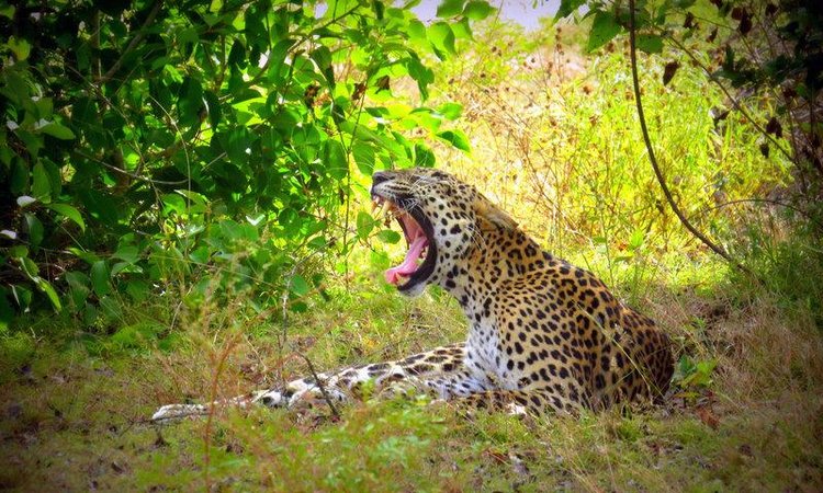 Zájezd Mahoora Tented Safari Camp Wilpattu *** - Srí Lanka / Nochchiyagama - Krajina