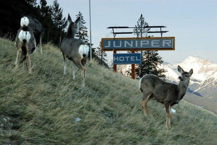 Zájezd Juniper Hotel ***+ - Alberta a Calgary / Banff - Záběry místa